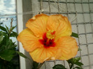 27 iunie 2012-flori 031
