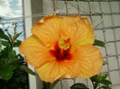 27 iunie 2012-flori 032