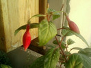 27 iunie 2012-flori 013