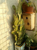 27 iunie 2012-flori 006
