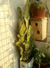 27 iunie 2012-flori 009