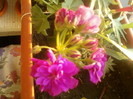 27 iunie 2012-flori 014