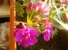 27 iunie 2012-flori 015