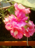 27 iunie 2012-flori 017