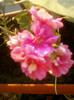 27 iunie 2012-flori 019