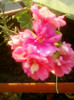 27 iunie 2012-flori 020