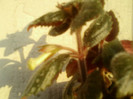 27 iunie 2012-flori 024