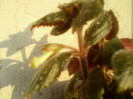 27 iunie 2012-flori 025