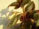 27 iunie 2012-flori 026