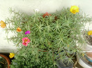 27 iunie 2012-flori 037