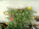 27 iunie 2012-flori 038