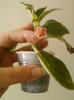 27 iunie 2012-flori 049