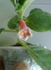 27 iunie 2012-flori 050