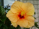 27 iunie 2012-flori 075