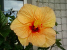 27 iunie 2012-flori 078