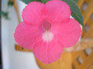 P6260375