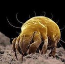 parazitii din pat - acarienii