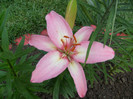 Lilium Candidum Pink