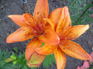Liliun Candidum orange