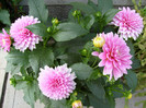 Dalia Rembrandt pitica