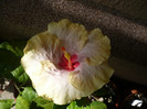 P1150153