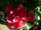 P1150159