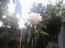 trandafir alb pe trunchi(POMISOR)