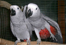 papagal jako african grey