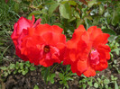 036