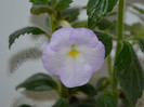 Achimenes Blueberry Ripple