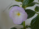 Achimenes Blueberry Ripple