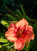 Hemerocallis Strawberry Candy