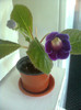 violacea 28.6.2012