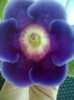 violacea 28.6.2012