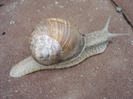 Garden Snail. Melc (2011, May 19)