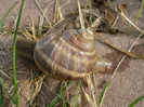 Garden Snail. Melc (2011, May 31)