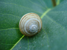 Garden Snail. Melc (2011, June 07)