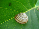 Garden Snail. Melc (2011, June 25)