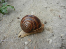 Garden Snail. Melc (2012, April 15)