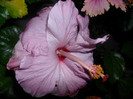 Hibiscus Memoris