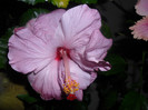 Hibiscus Memoris