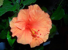 Hibiscus Portocaliu simplu