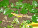Yellow Grey lizard, 15jun2010