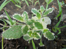 Pineapple Mint (2012, June 27)