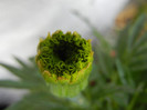 Tagetes_African Marigold (2012, Jun.27)