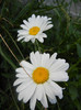 Leucanthemum vulgare (2012, June 27)