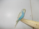 Picture 145