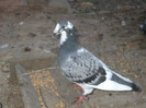 poze feb 2012 012