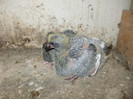 poze feb 2012 035