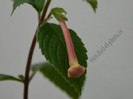 Achimenes Sweet and Sour